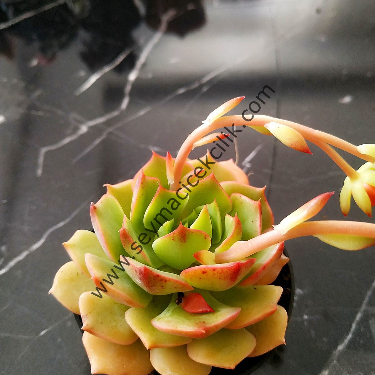 Echeveria Dondo ssp.