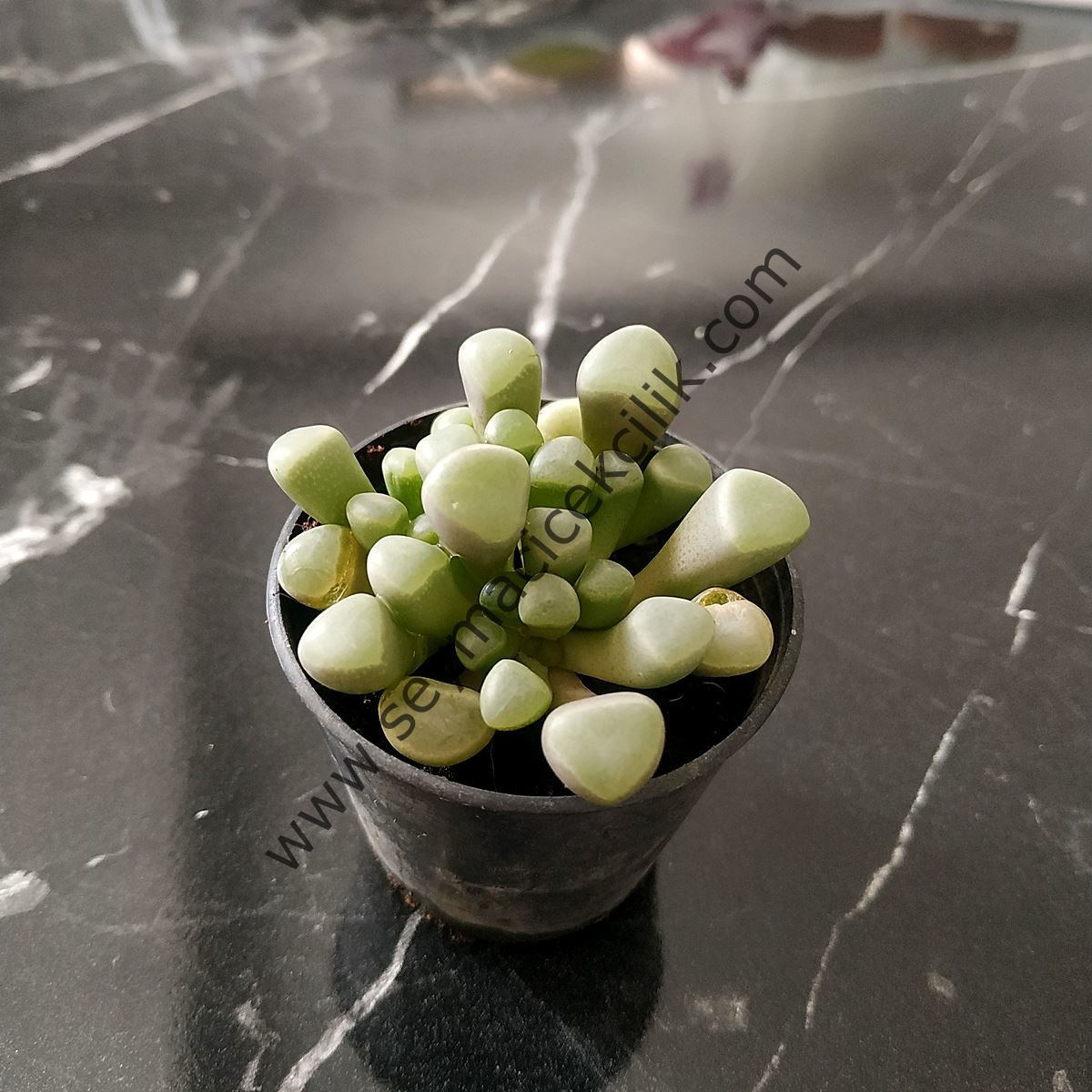 Fenestraria rhopalophylla 6.7 cm lik saksı