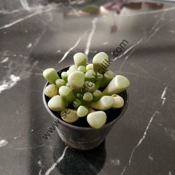 Fenestraria rhopalophylla 6.7 cm lik saksı