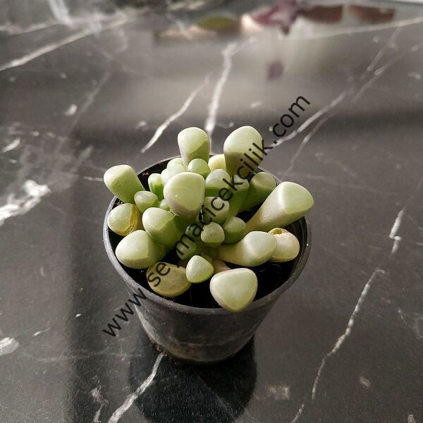 Fenestraria rhopalophylla 6.7 cm lik saksı