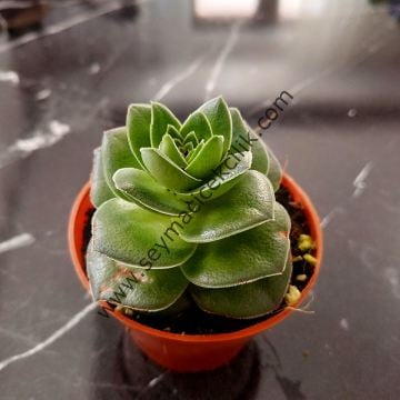 Crassula hemisphaerica