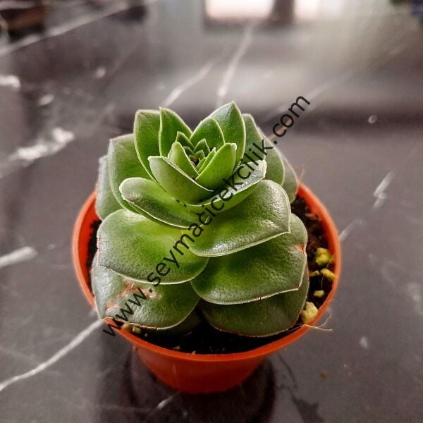 Crassula hemisphaerica