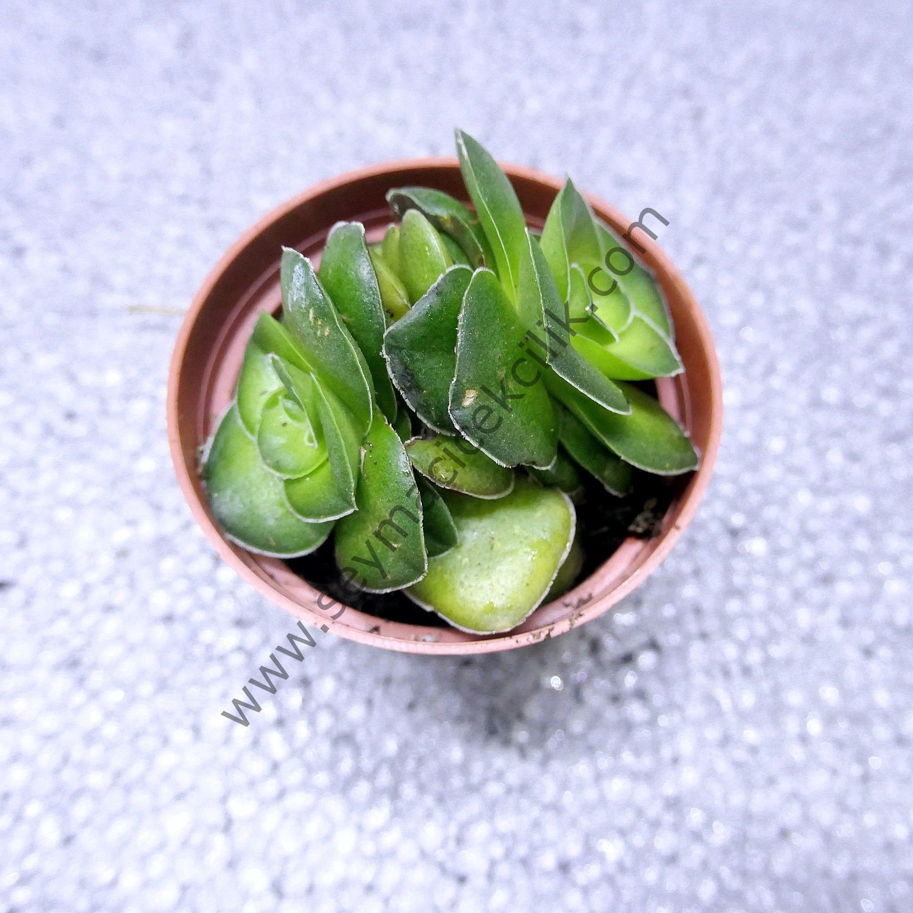 Crassula hemisphaerica