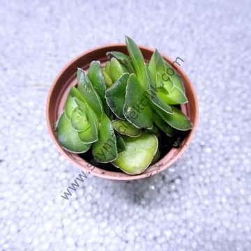 Crassula hemisphaerica