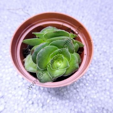 Crassula hemisphaerica