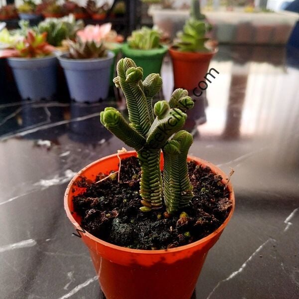 Crassula Pyramidalis ssp. 5,5 cm saksıda