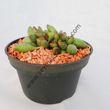 Adromischus