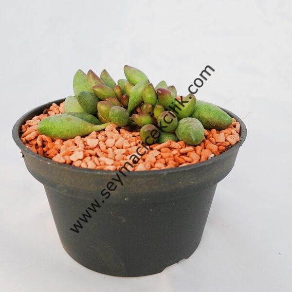Adromischus