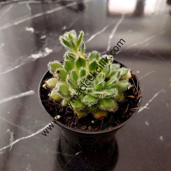 Echeveria Setosa var Deminuta 5,5 cm saksıda