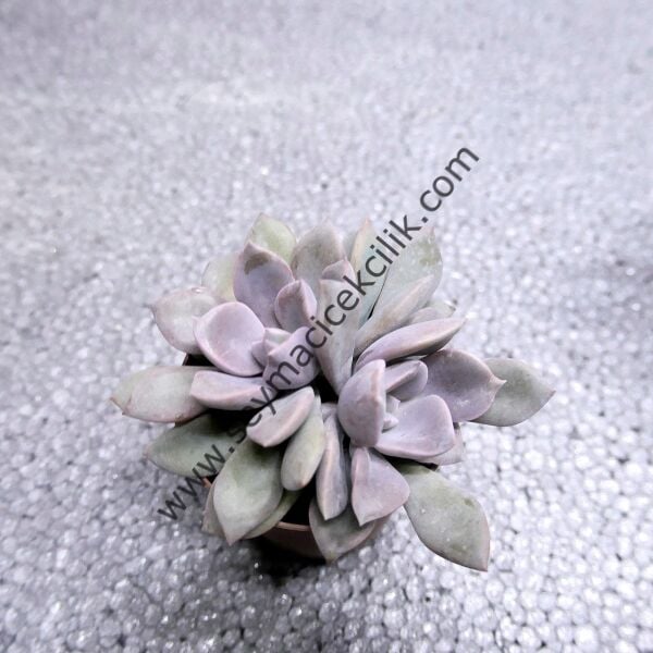 Graptopetalum debbi 5,5 cm saksıda