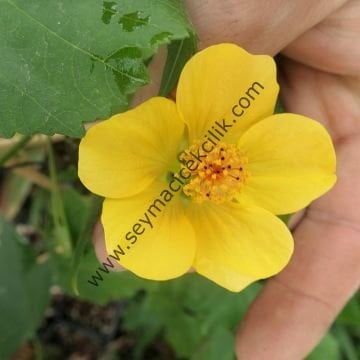 Abutilon - Sarı renkli