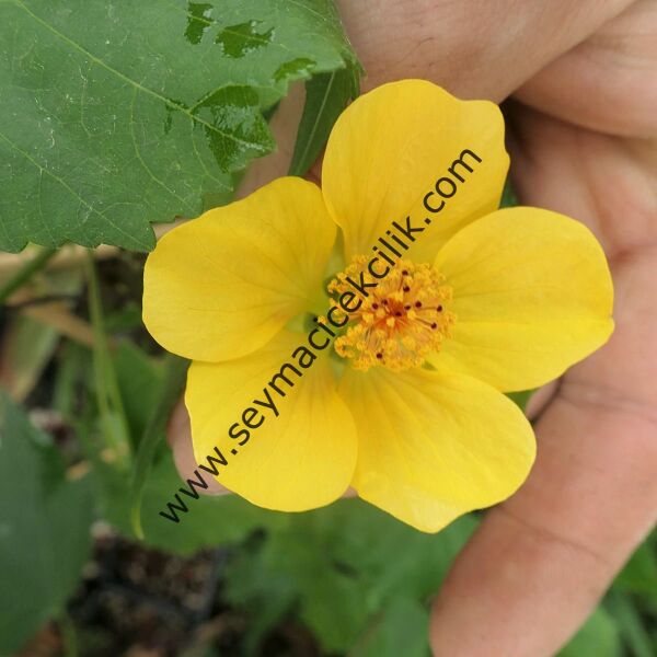 Abutilon - Sarı renkli