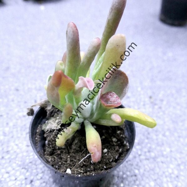 Kalanchoe Thyrsiflora Monstruosa 6,5 cm lik saksıda