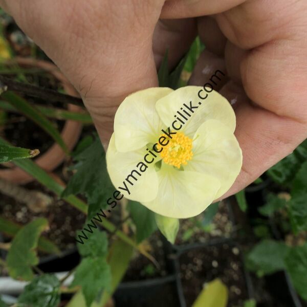 Abutilon - Açık sarı renkli