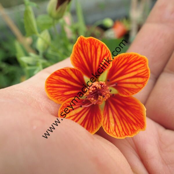 Abutilon - Kırmızı renkli sarı desenli