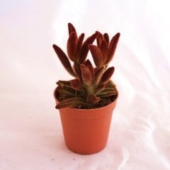 Kalanchoe Tomentosa  Chocolate Soldier