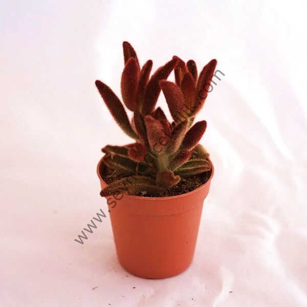 Kalanchoe Tomentosa  Chocolate Soldier