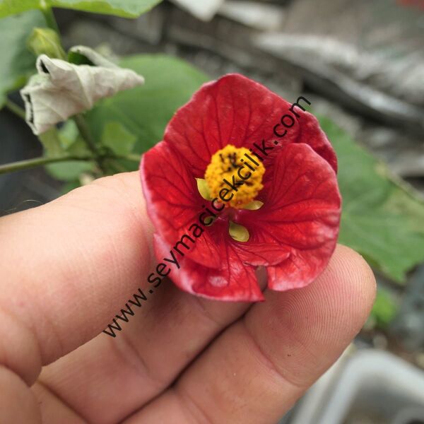 Abutilon - Koyu kırmızı renkli