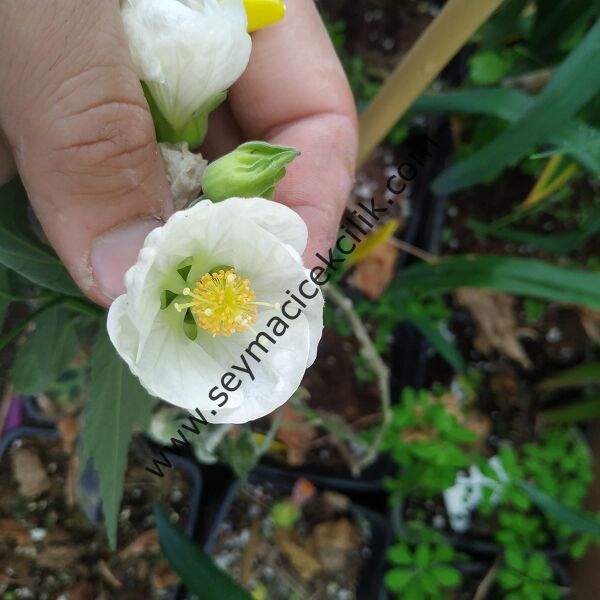 Abutilon - Beyaz renkli