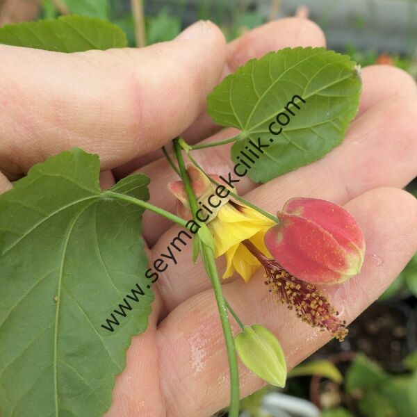 Abutilon - Sarı kırmızı renkli