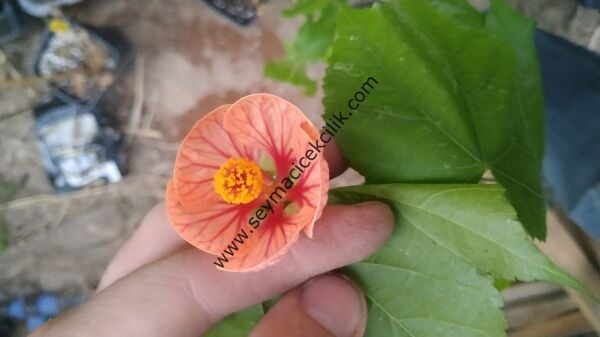 Abutilon - Turuncu renkli kırmızı desenli