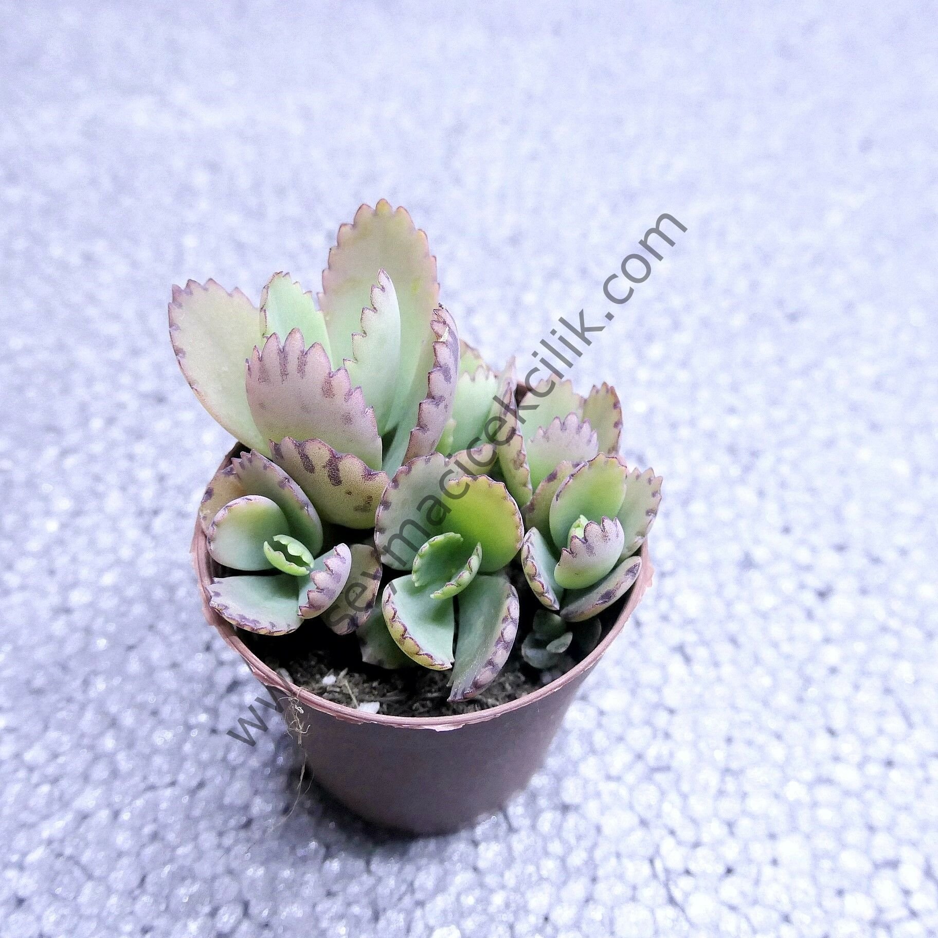 Kalanchoe Laetivirens