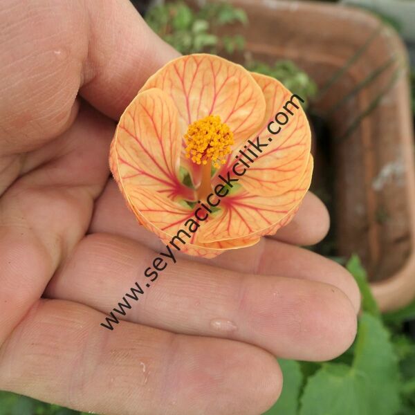 Abutilon - Turuncu renkli kırmızı desenli