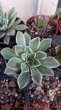 Aeonium Goochiae cv. Ballerina