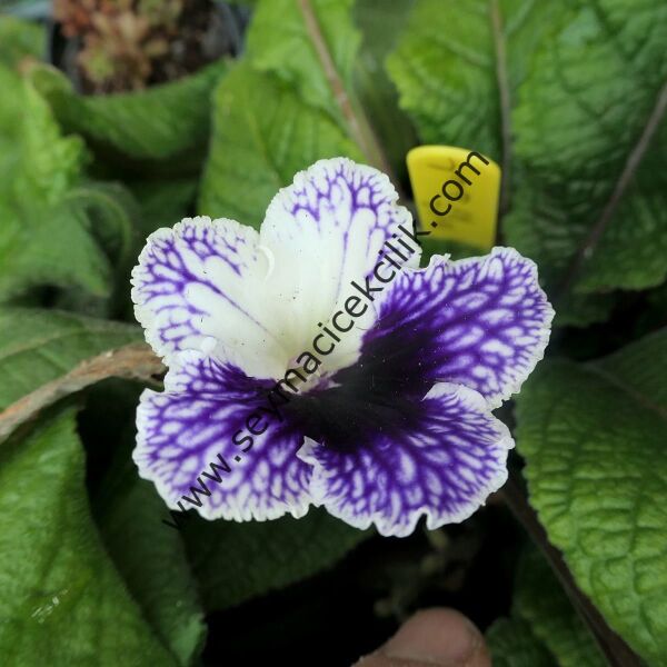 Streptocarpus Mavi- Sarı renkli
