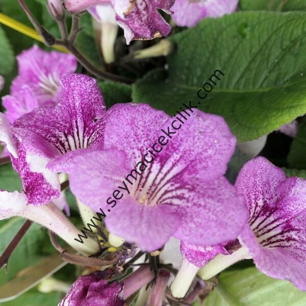 Streptocarpus Pembe renkli