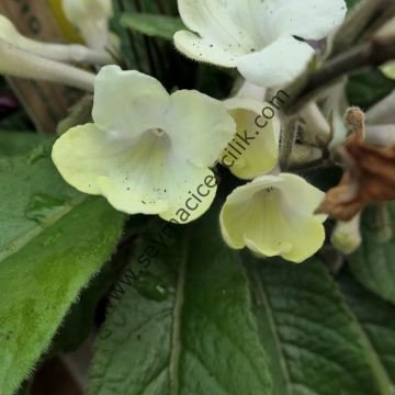 Streptocarpus Sarı renkli