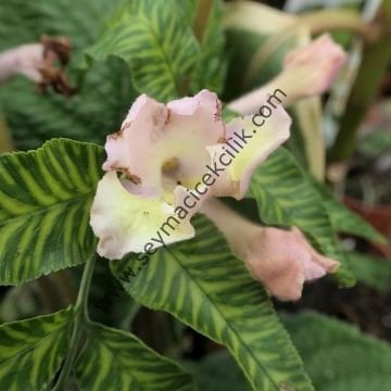 Streptocarpus Sarı- Pembe renkli