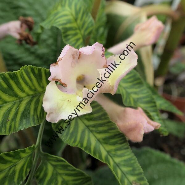 Streptocarpus Sarı- Pembe renkli