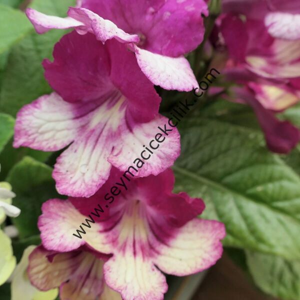 Streptocarpus Kırmızı-Sarı renkli