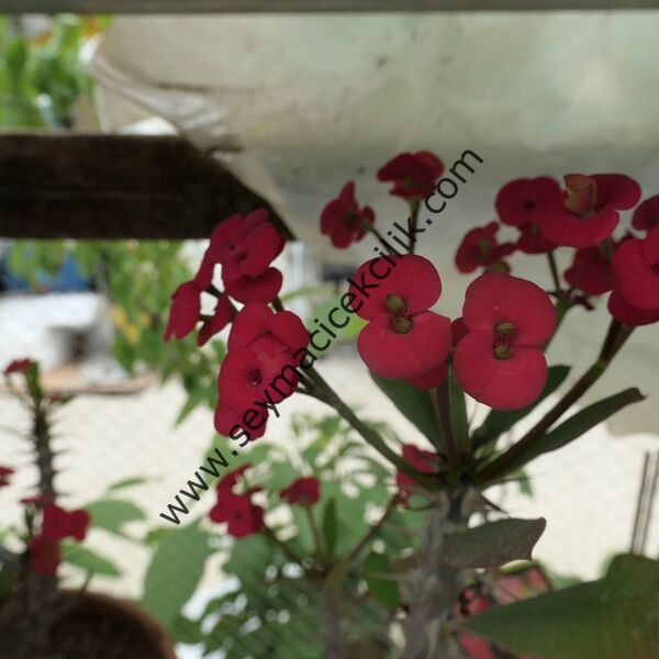 Euphorbia Milli- Küçük Kırmızı renkli