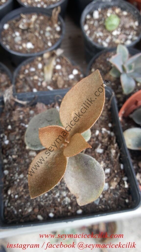 Kalanchoe Orgyalis