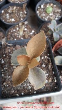 Kalanchoe Orgyalis