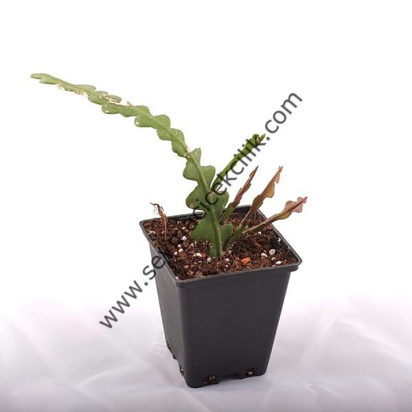 Atlas- Epiphyllum Anguliger