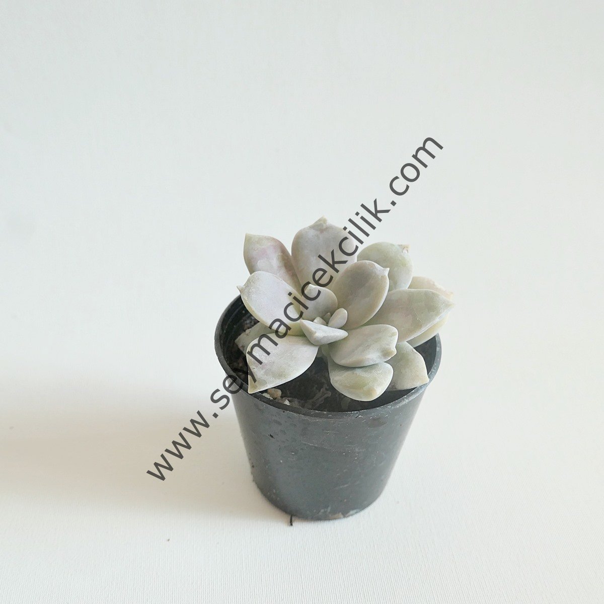 Graptopetalum Superbum 6,7 cm lik saksıda