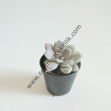 Graptopetalum Superbum 6,7 cm lik saksıda