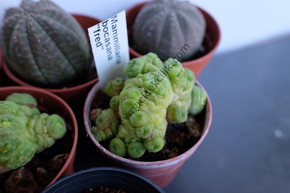 Mammillaria Bocasana ''FRED''