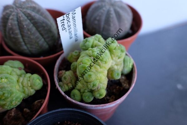 Mammillaria Bocasana ''FRED''