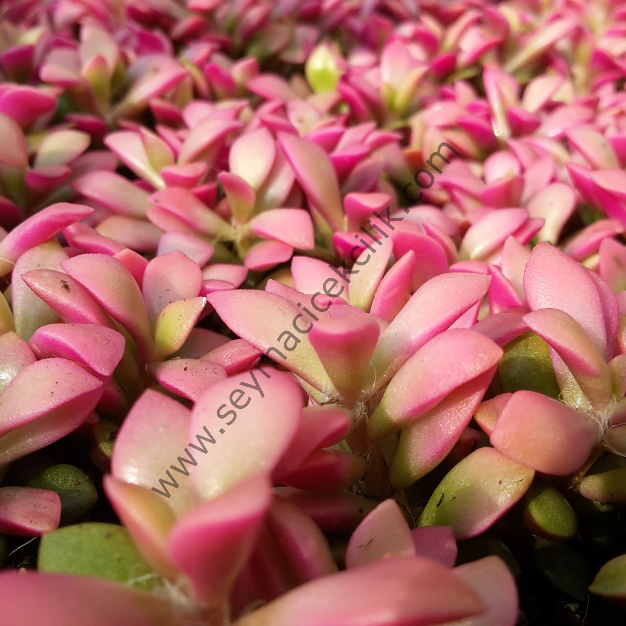 Anacampseros Rufescens Variegata