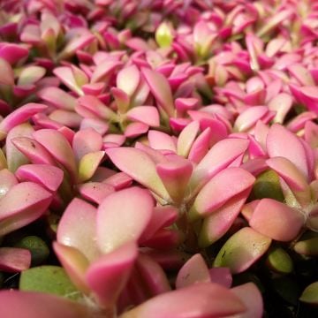 Anacampseros Rufescens Variegata