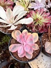 Echeveria Rainbow 12 cm saksı