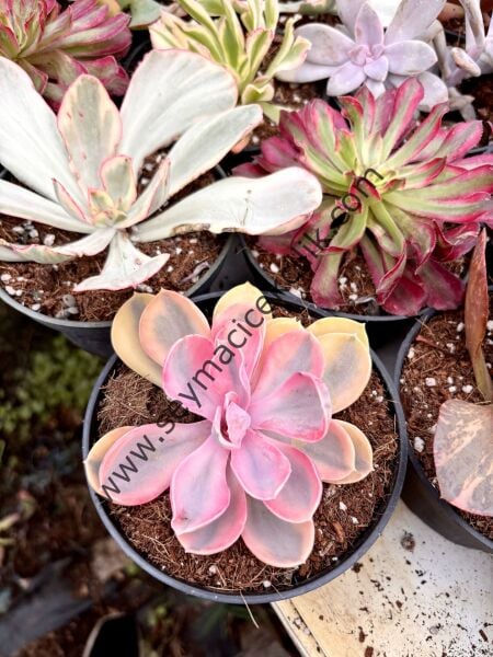 Echeveria Rainbow 12 cm saksı