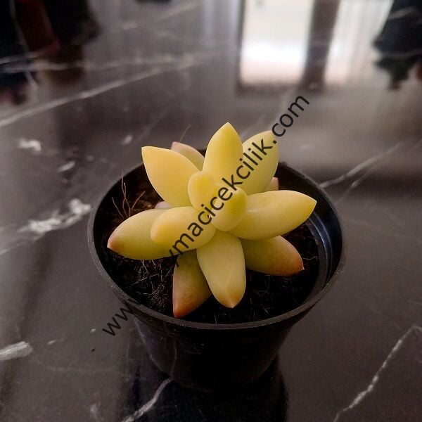 Pachyphytum Compactum Variegata