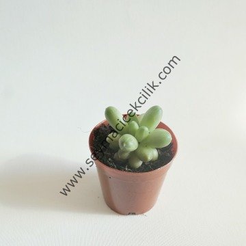 Pachyphytum Compactum