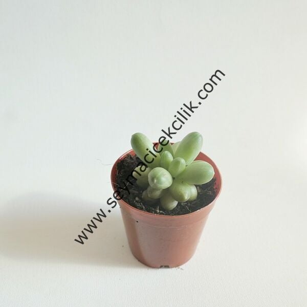 Pachyphytum Compactum