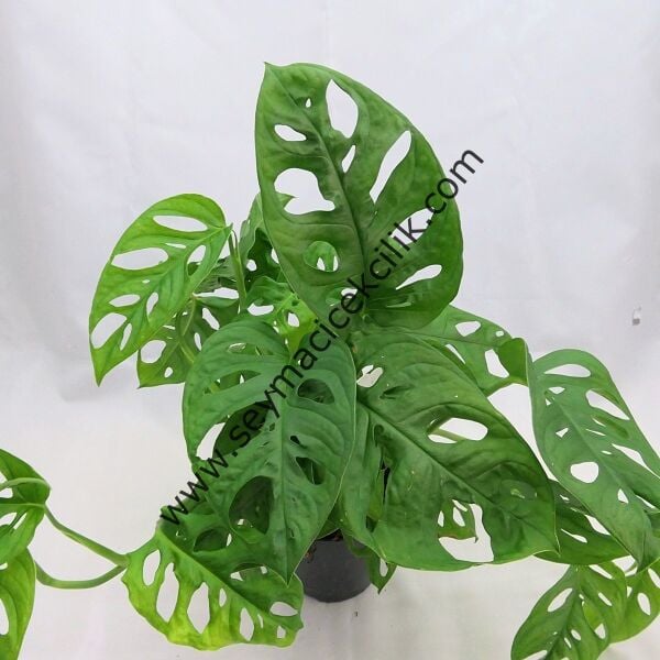 Monstera Obliqua- Ücretsiz Kargo